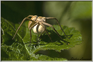araignée pissaure  (1)